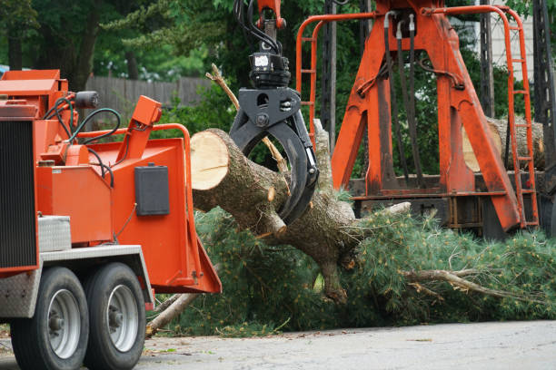 How Our Tree Care Process Works  in  Bicknell, IN
