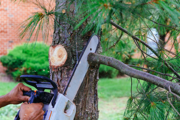 Trusted Bicknell, IN Tree Removal Experts